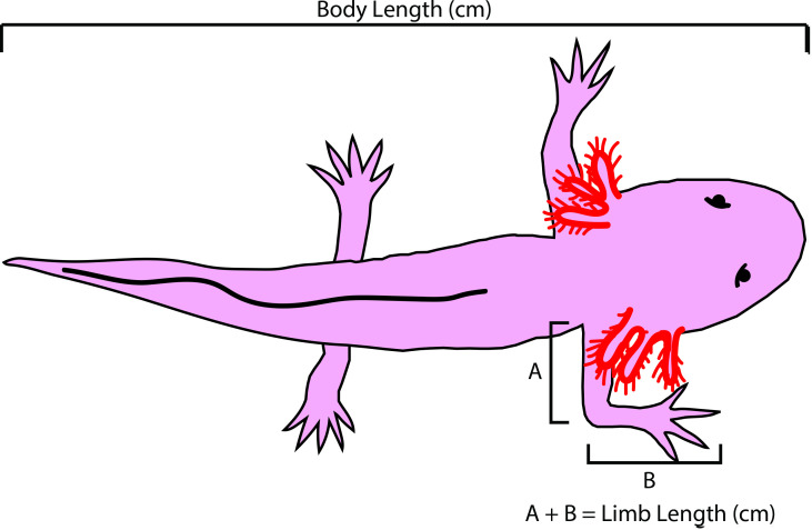 Figure 1—figure supplement 1.