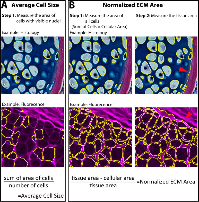 Figure 2—figure supplement 1.