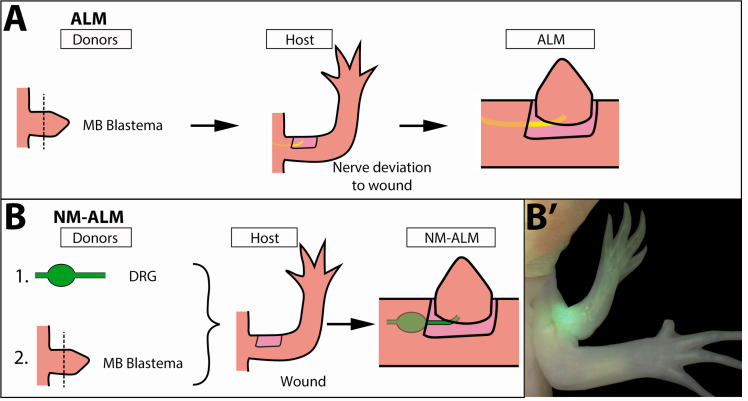 Figure 6.