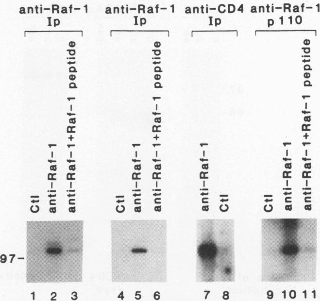 graphic file with name molcellb00134-0465-a.jpg