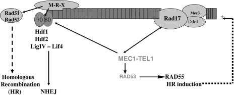 Fig. 7