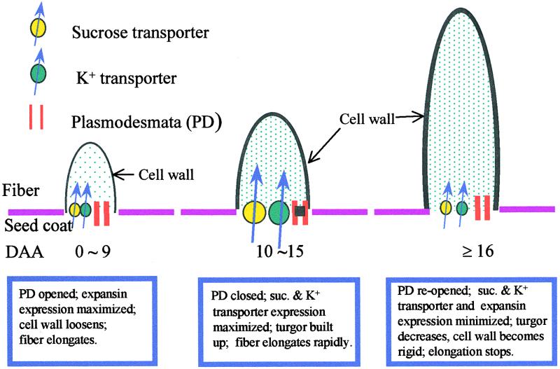Figure 7.