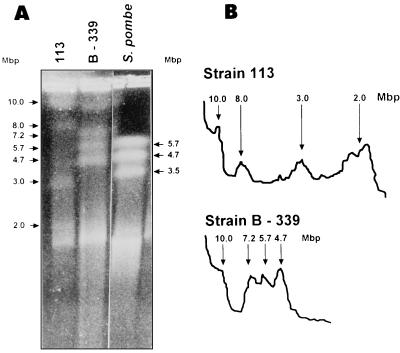 FIG. 2