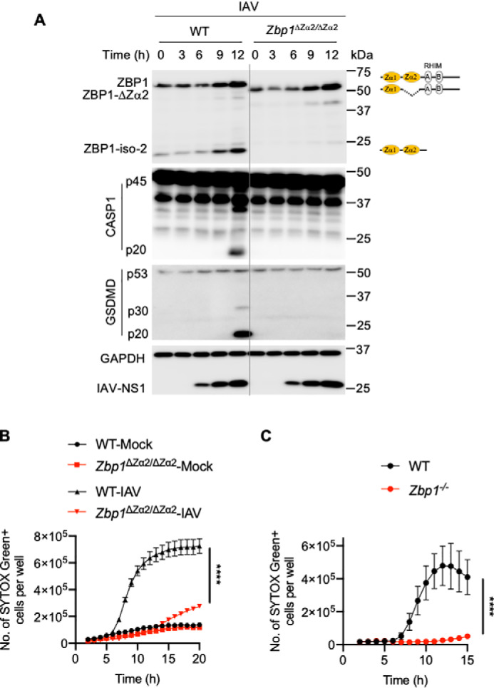 Figure 2.