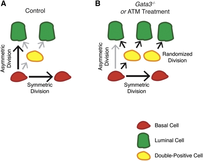 Figure 7