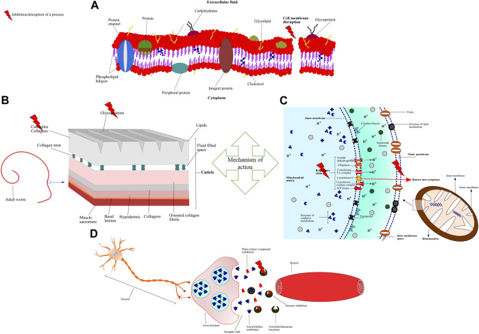 FIGURE 6