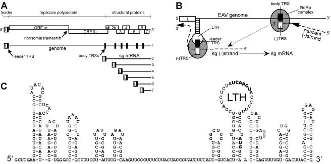 FIG. 1.