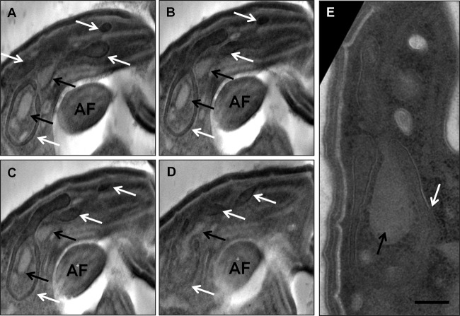 FIG 6