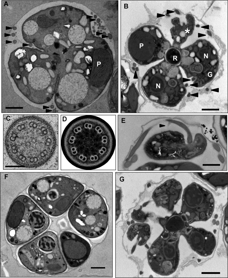 FIG 3