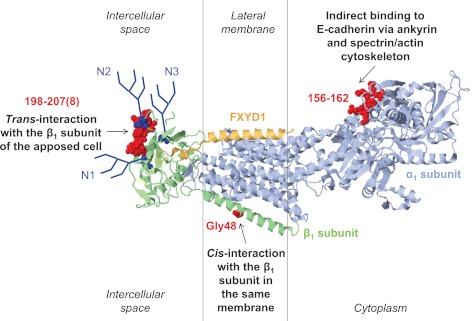 Fig. 2.