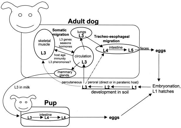 FIG. 3