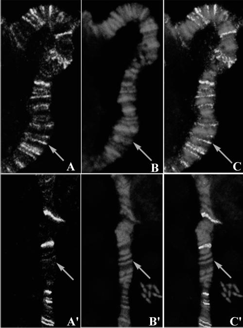 Fig 2.