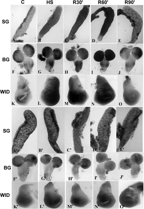 Fig 1.