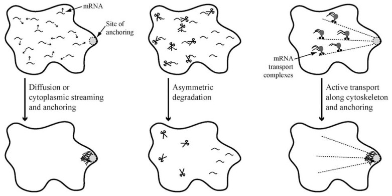 Fig. (1)