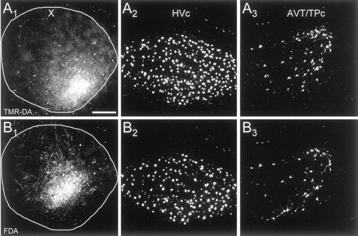 Fig. 8.