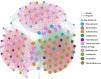 Network diagram illustrating interactions between various phyla of bacteria and fungi. Nodes are colored based on phyla: Proteobacteria (blue), Bacteroidetes (red), and others. Lines indicate positive (pink) and negative (green) connections.