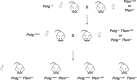Figure 1—figure supplement 1.