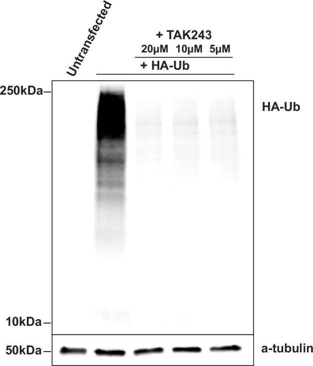 Figure 1—figure supplement 1.