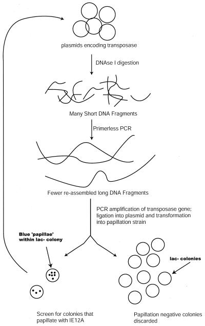 FIG. 2.