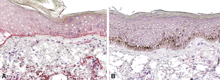 Fig 1.