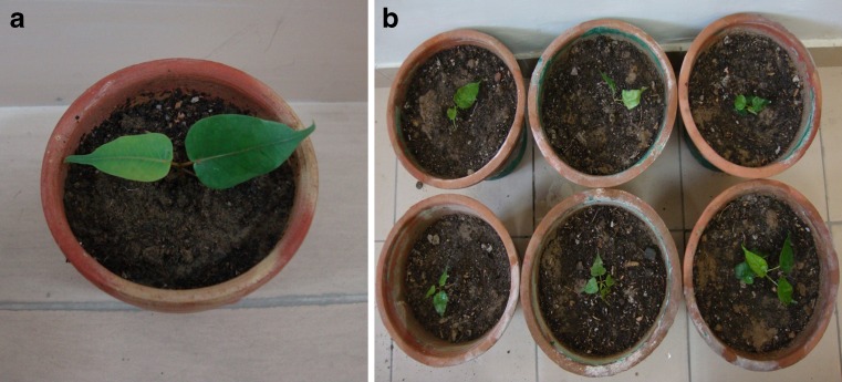 Fig. 7