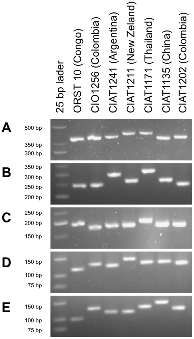 Figure 5