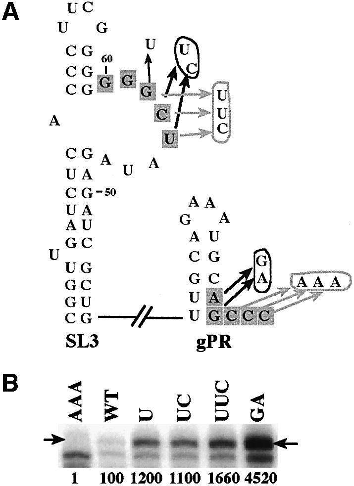 graphic file with name cdg523f5.jpg