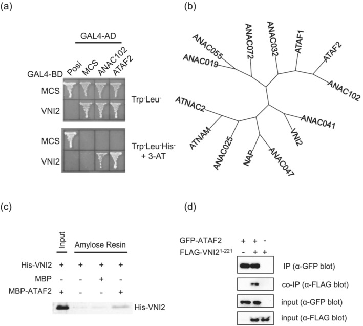 FIGURE 1