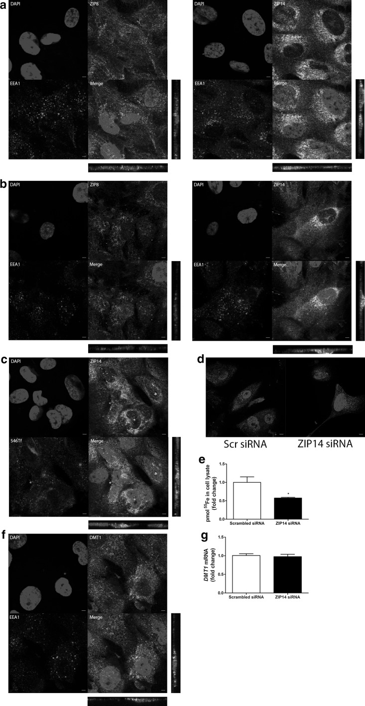 Fig. 6