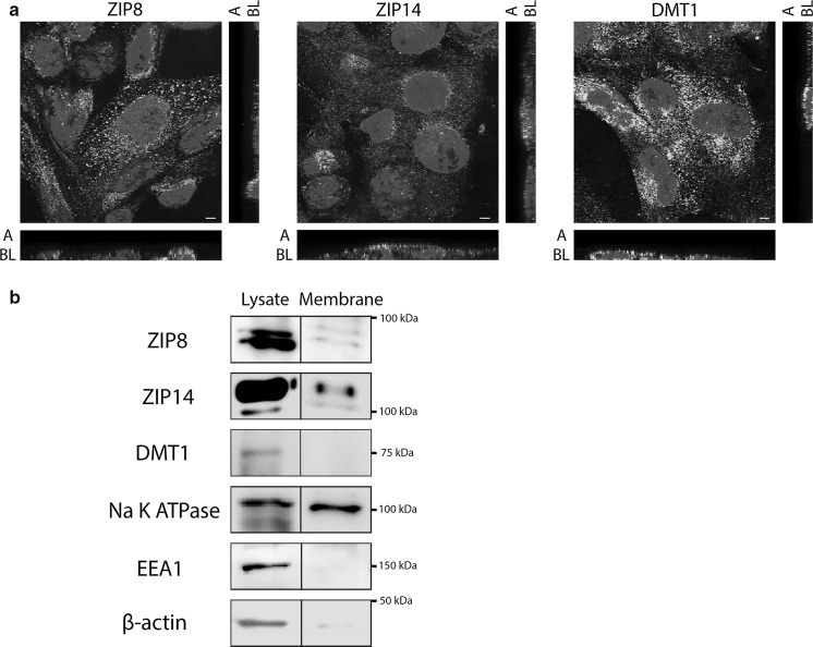 Fig. 3