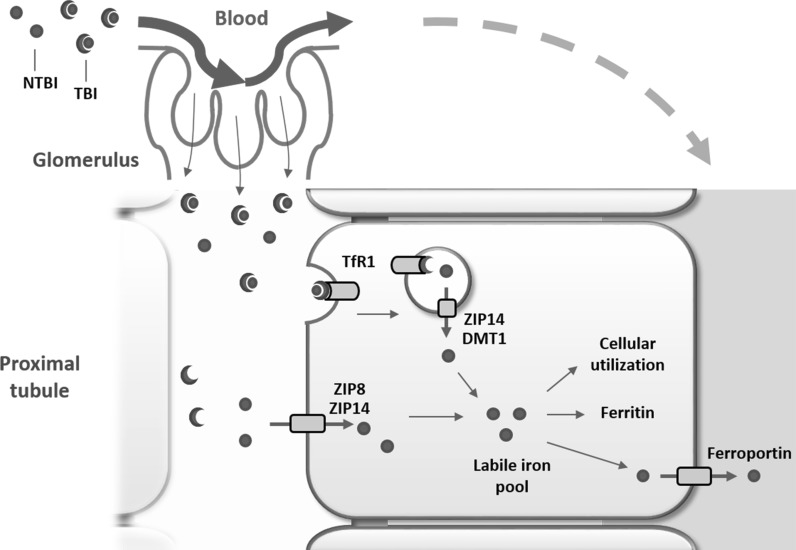 Fig. 7