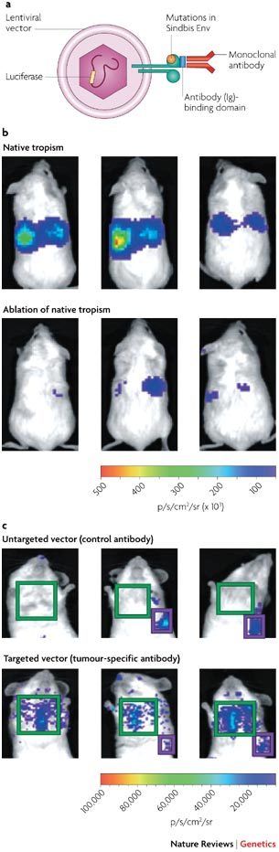 Box 3 | Imaging technologies for evaluating vector targeting