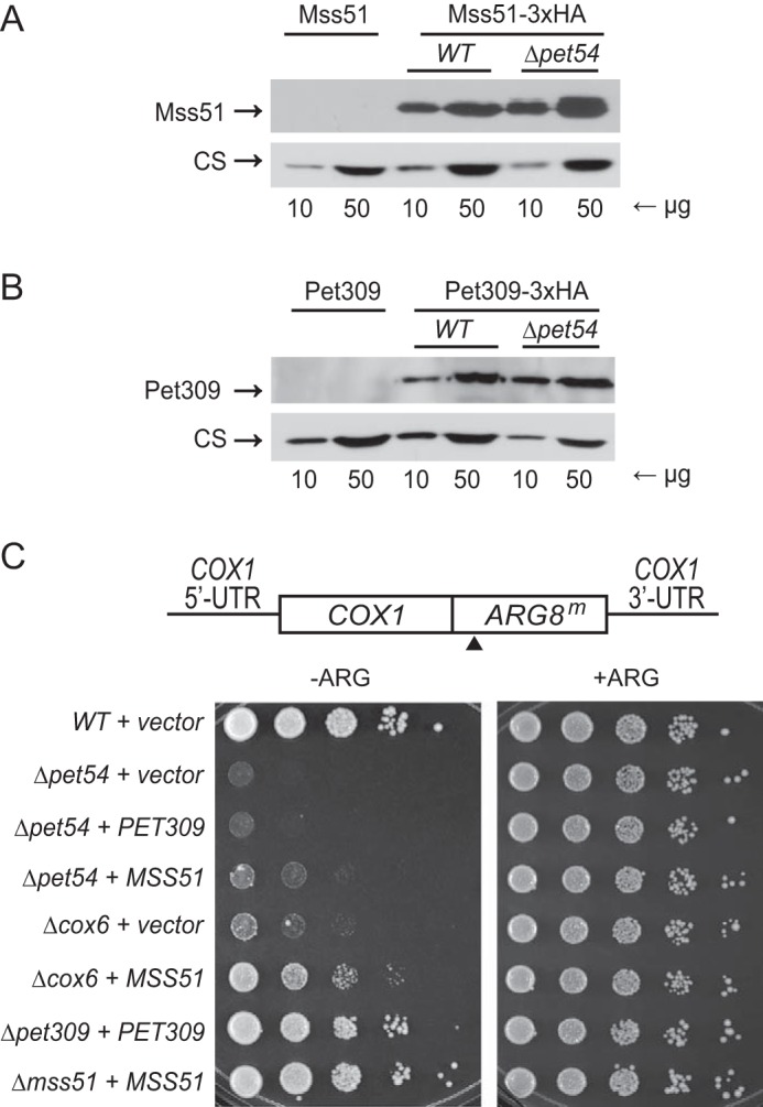 FIGURE 5.