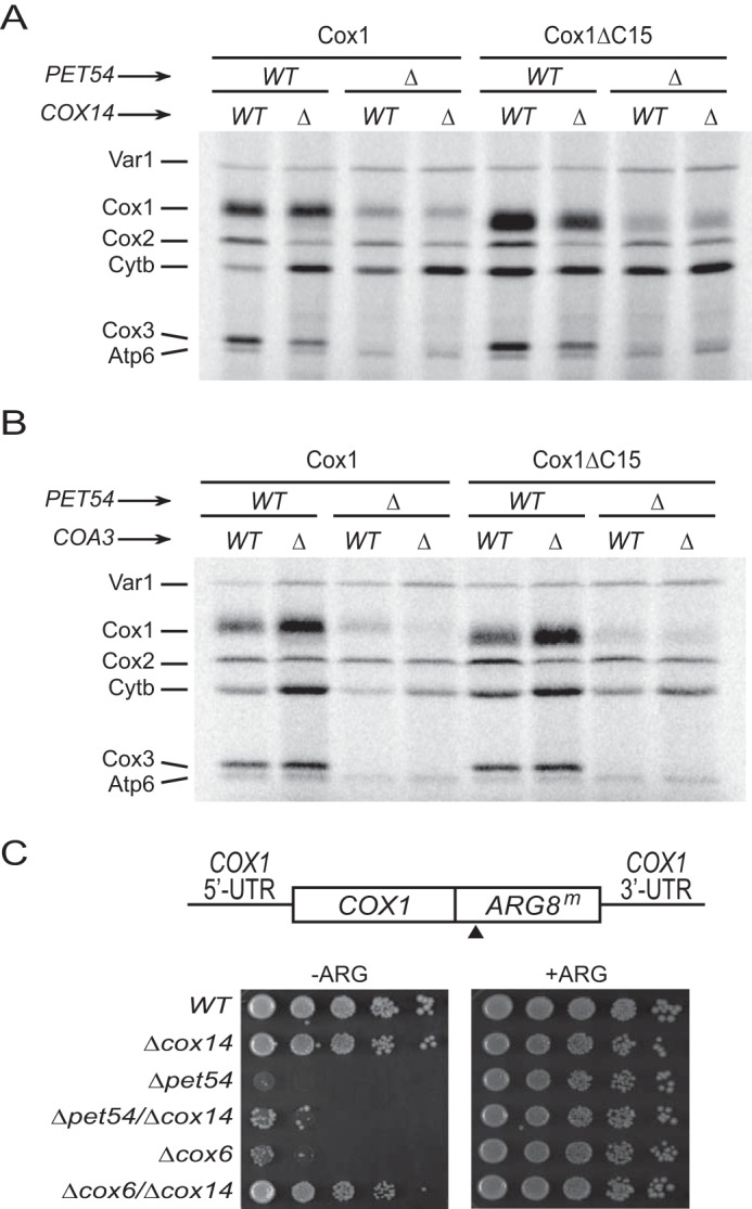 FIGURE 2.