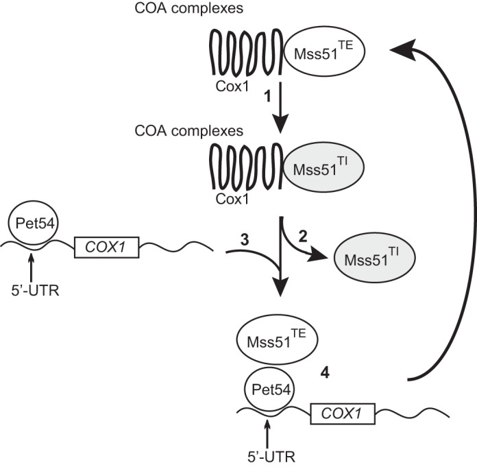 FIGURE 11.