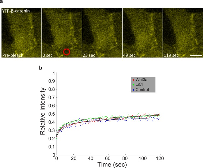 Figure 5—figure supplement 1.