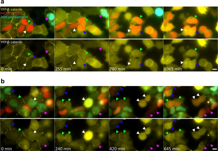 Figure 4—figure supplement 1.