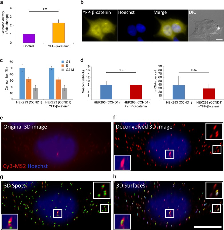 Figure 1—figure supplement 1.