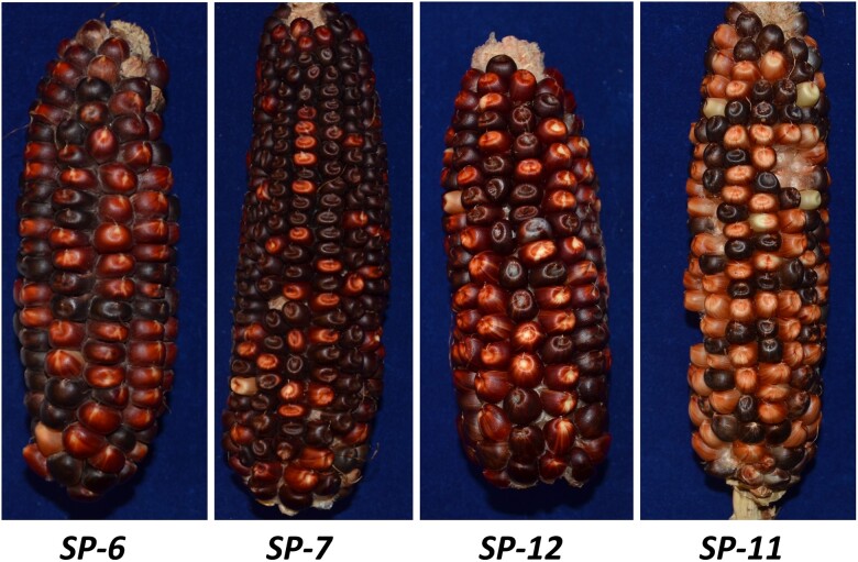 Fig. 3.