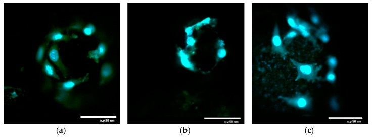 Figure 7