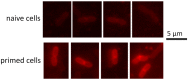Fig 7