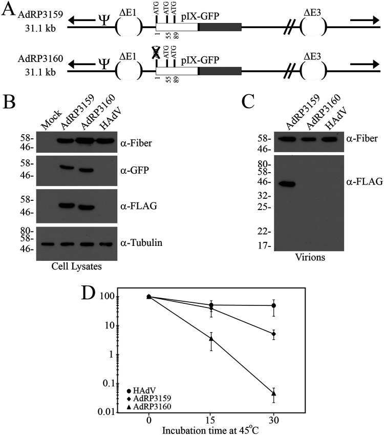 FIG 3