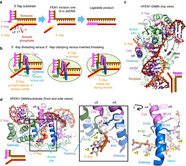 Phosphate steering by Flap Endonuclease 1 promotes 5′-flap specificity ...