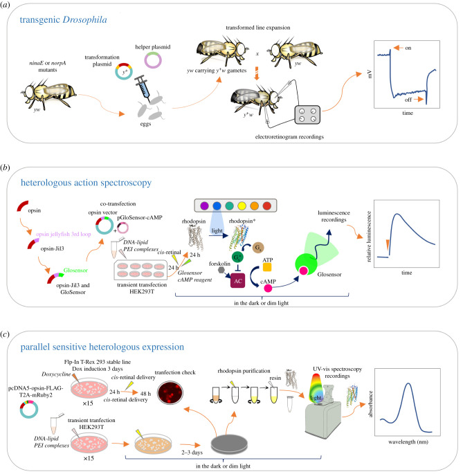 Figure 1. 