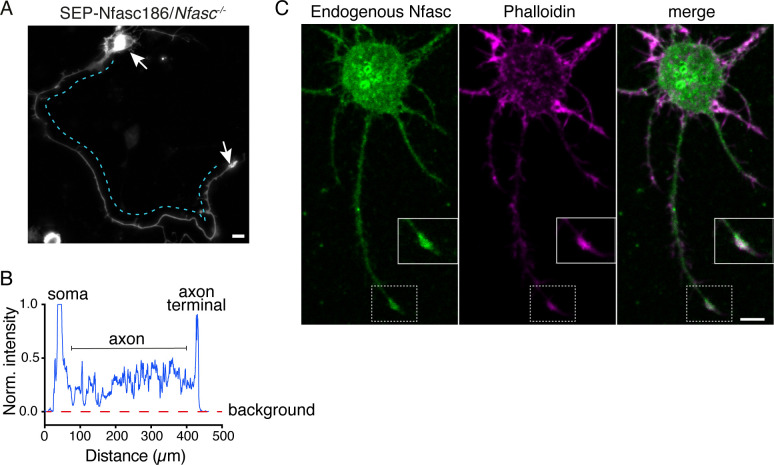 Figure 1—figure supplement 1.