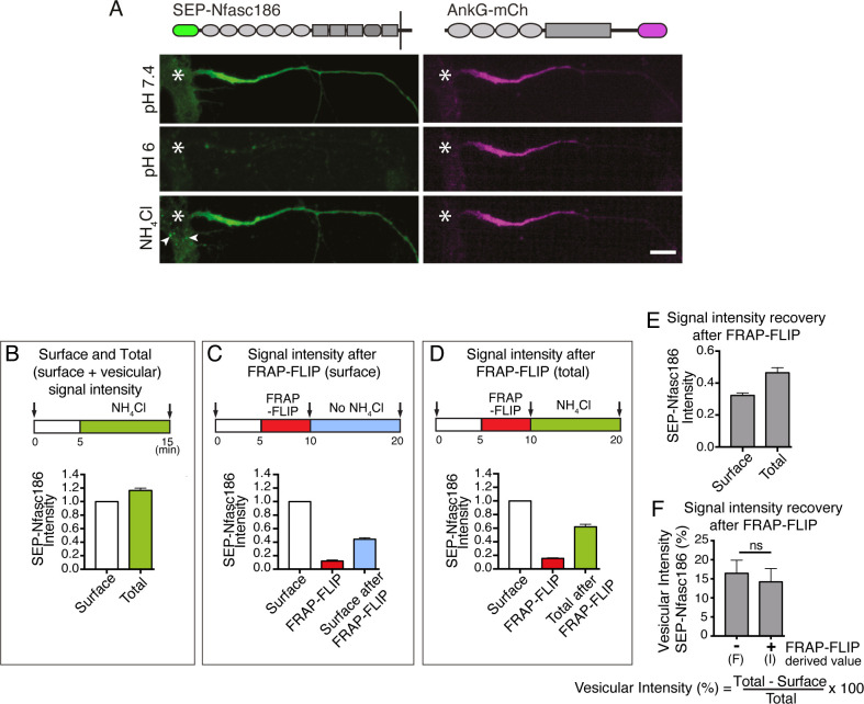 Figure 4—figure supplement 3.