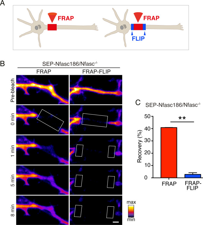 Figure 4—figure supplement 2.