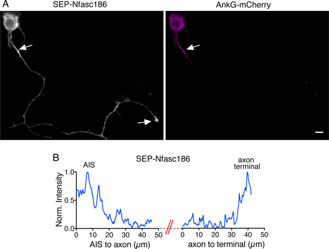 Figure 4—figure supplement 1.