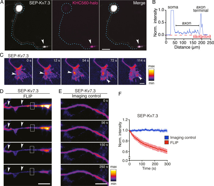 Figure 3—figure supplement 2.