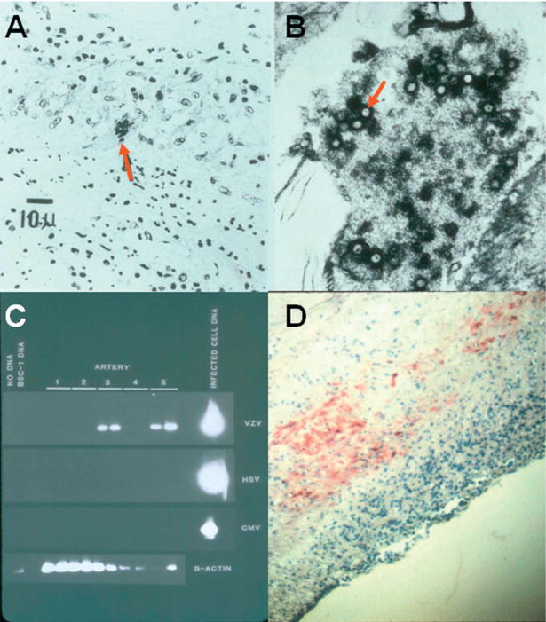 Fig. 12.8